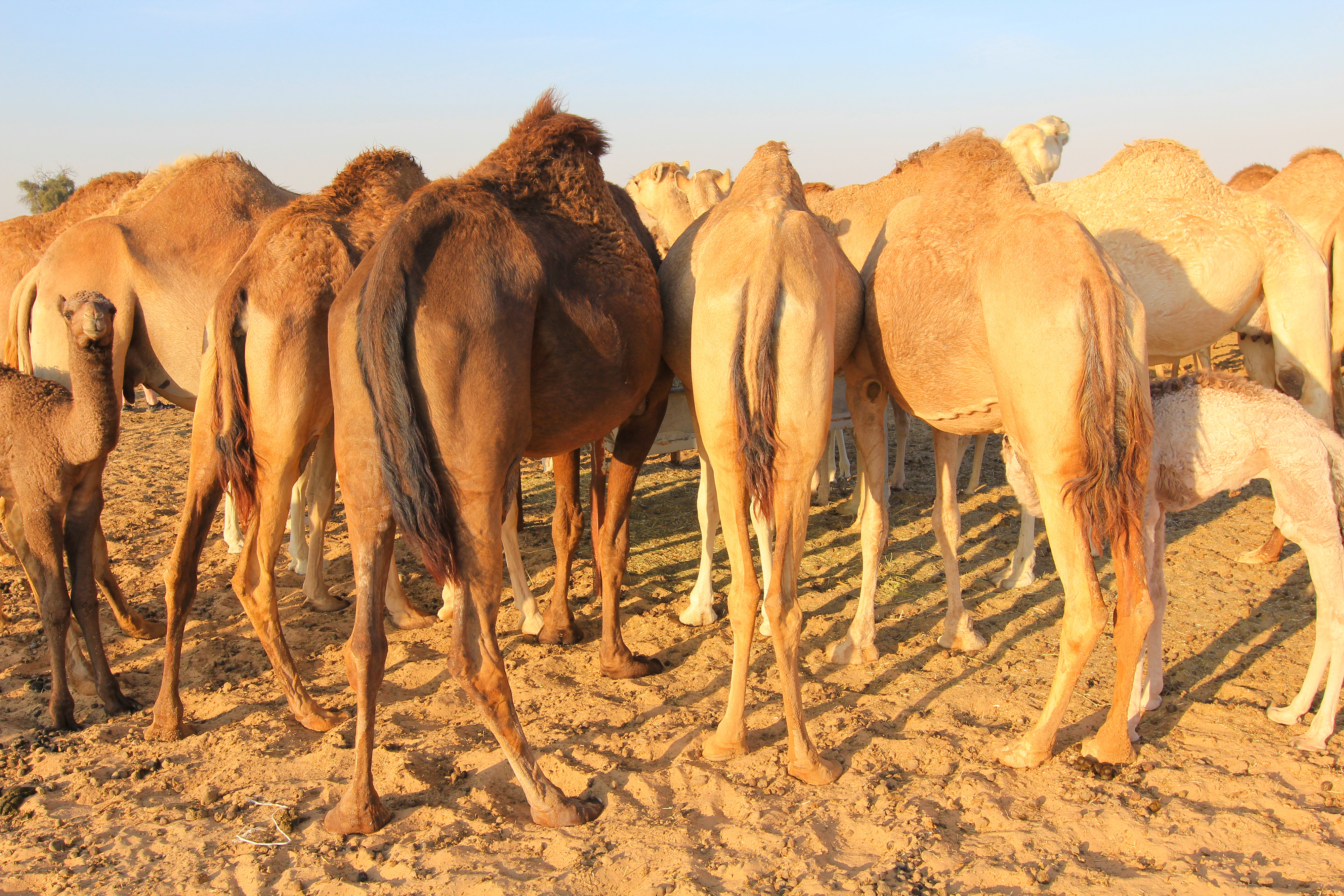 Верблюды в ОАЭ
