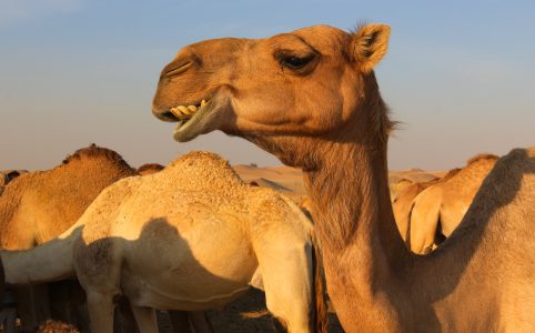 Верблюды в ОАЭ